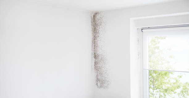 Best Mold Documentation for Insurance Claims  in Upper Pohatcong, NJ