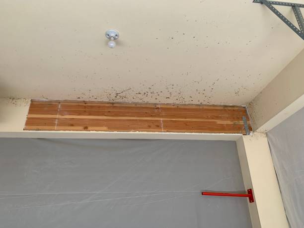 Best Industrial Mold Remediation  in Upper Pohatcong, NJ