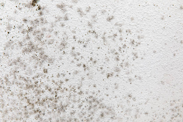 Best Air Quality Testing for Mold Spores  in Upper Pohatcong, NJ