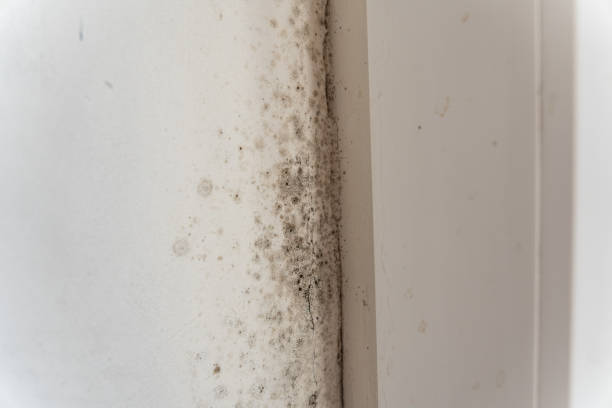 Dehumidification Services in Upper Pohatcong, NJ