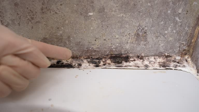 Best Black Mold Removal  in Upper Pohatcong, NJ